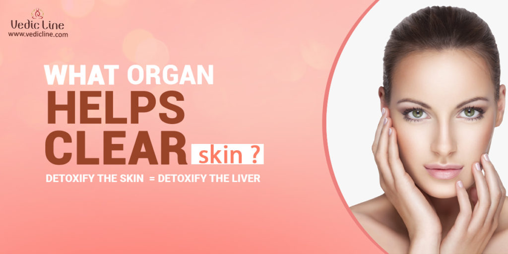 Which organ helps in clear skin-Vedicline